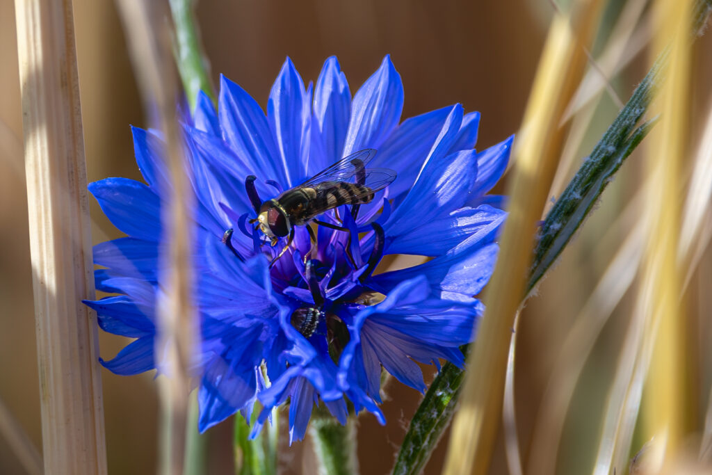 Aufgenommen: 30.06.2023 17:54 | Gerät: Canon EOS R6 | Belichtungszeit: 1/640 s | Blende: f/7.1 | ISO: 800 | Blitz: nein