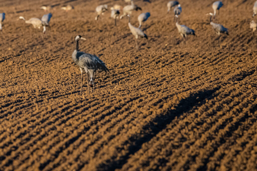 Aufgenommen: 08.10.2022 17:48 | Gerät: Canon EOS R6 | Belichtungszeit: 1/1250 s | Blende: f/10.0 | ISO: 3200 | Blitz: nein