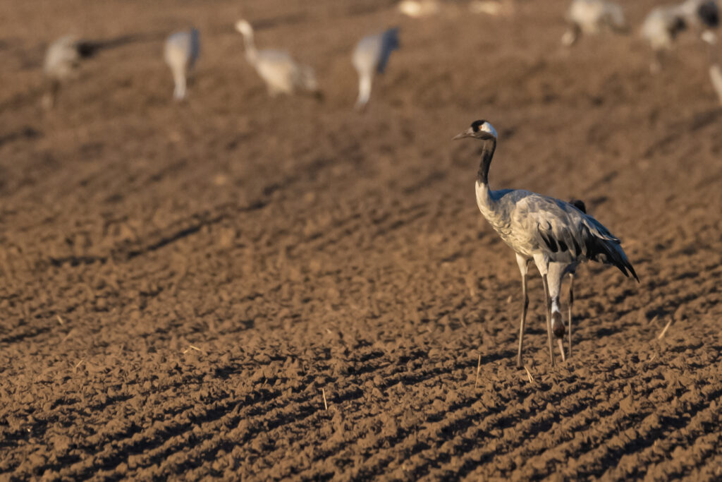 Aufgenommen: 08.10.2022 17:48 | Gerät: Canon EOS R6 | Belichtungszeit: 1/1250 s | Blende: f/10.0 | ISO: 3200 | Blitz: nein