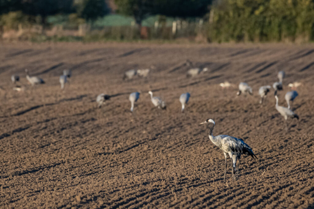 Aufgenommen: 08.10.2022 17:49 | Gerät: Canon EOS R6 | Belichtungszeit: 1/1250 s | Blende: f/10.0 | ISO: 3200 | Blitz: nein
