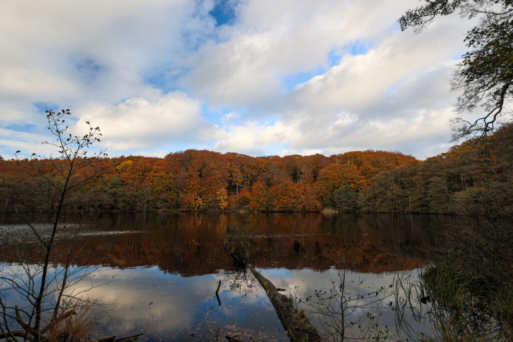 Aufgenommen: 04.11.2023 15:19 | Gerät: Canon EOS R6 | Belichtungszeit: 1/400 s | Blende: f/6.3 | ISO: 400 | Blitz: nein