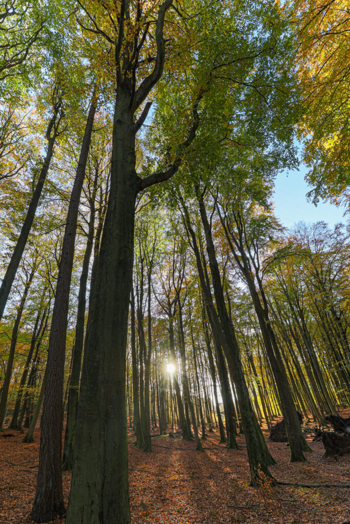Aufgenommen: 04.11.2023 15:39 | Gerät: Canon EOS R6 | Belichtungszeit: 1/30 s | Blende: f/6.3 | ISO: 400 | Blitz: nein