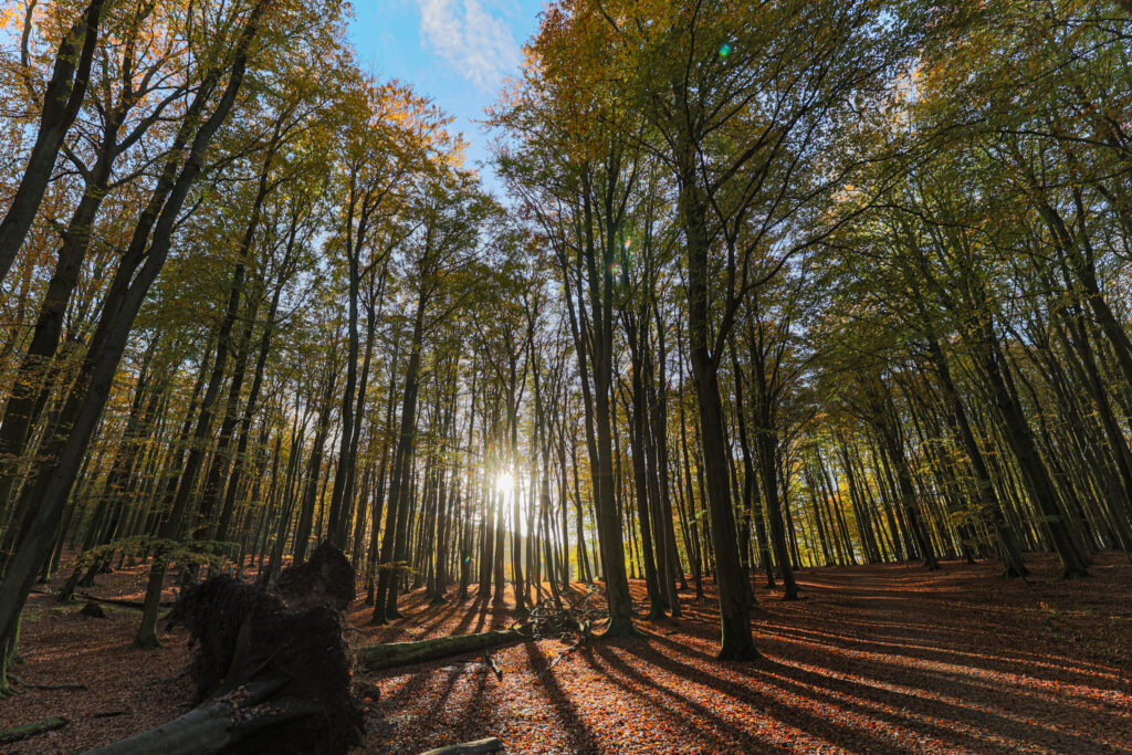 Aufgenommen: 04.11.2023 15:40 | Gerät: Canon EOS R6 | Belichtungszeit: 1/60 s | Blende: f/6.3 | ISO: 400 | Blitz: nein