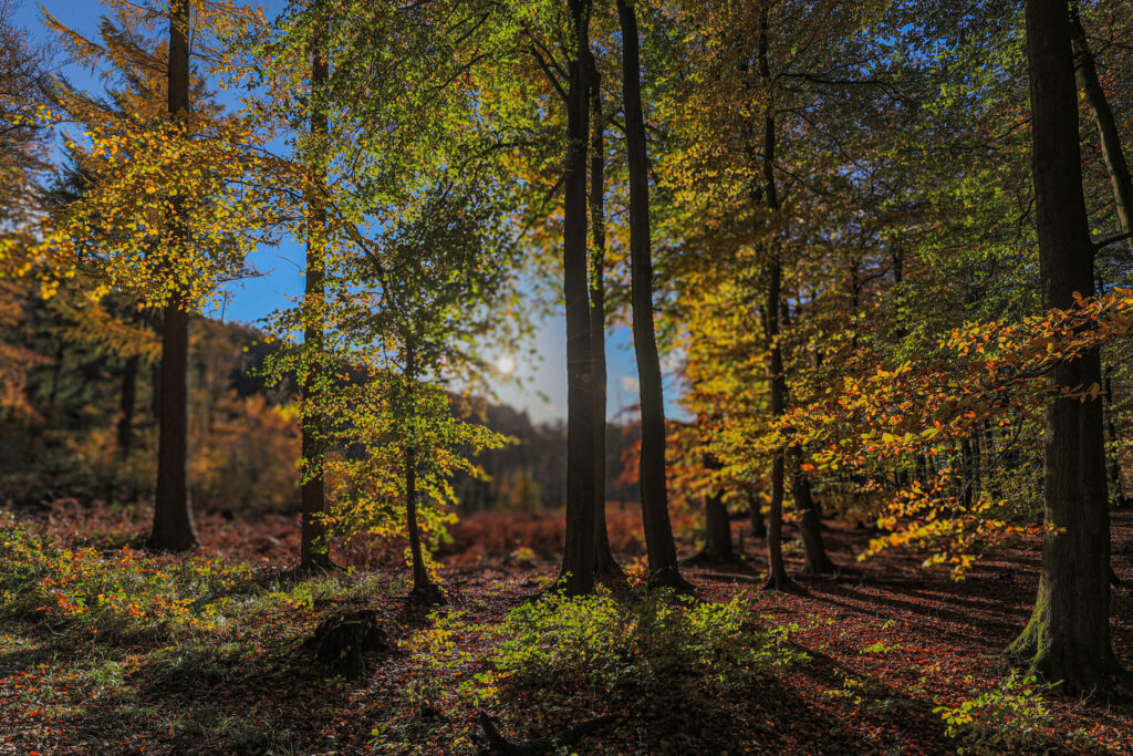 Aufgenommen: 04.11.2023 15:43 | Gerät: Canon EOS R6 | Belichtungszeit: 1/800 s | Blende: f/6.3 | ISO: 400 | Blitz: nein