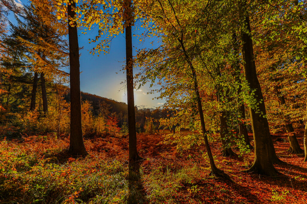 Aufgenommen: 04.11.2023 15:44 | Gerät: Canon EOS R6 | Belichtungszeit: 1/1000 s | Blende: f/6.3 | ISO: 400 | Blitz: nein