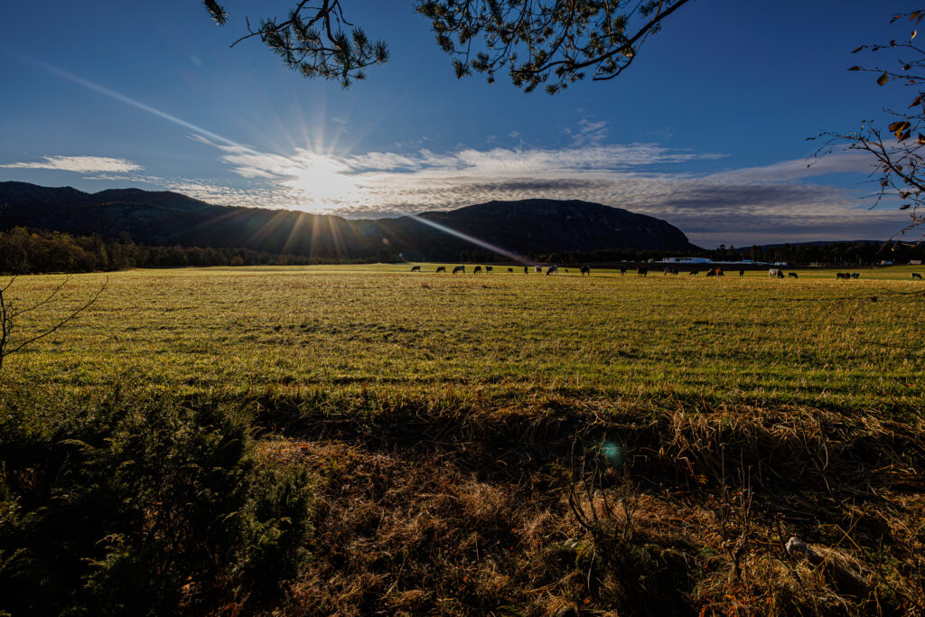 Aufgenommen: 25.09.2024 07:50 | Gerät: Canon EOS R5 | Belichtungszeit: 1/800 s | Blende: f/10.0 | ISO: 400 | Blitz: nein