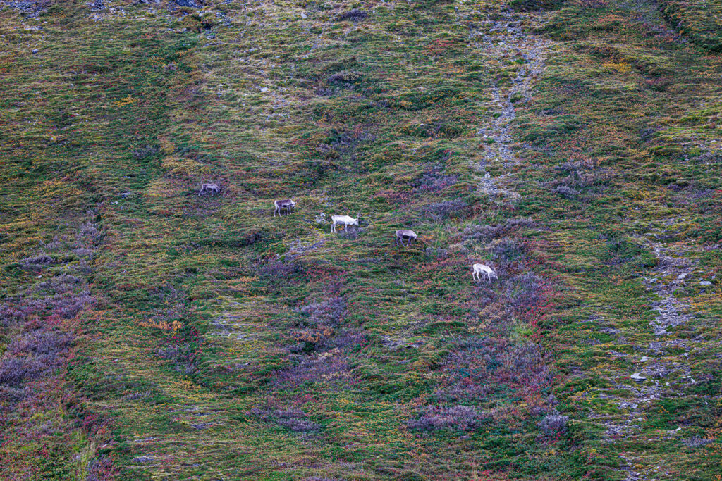 Aufgenommen: 24.09.2024 10:50 | Gerät: Canon EOS R5 | Belichtungszeit: 1/200 s | Blende: f/5.6 | ISO: 400 | Blitz: nein