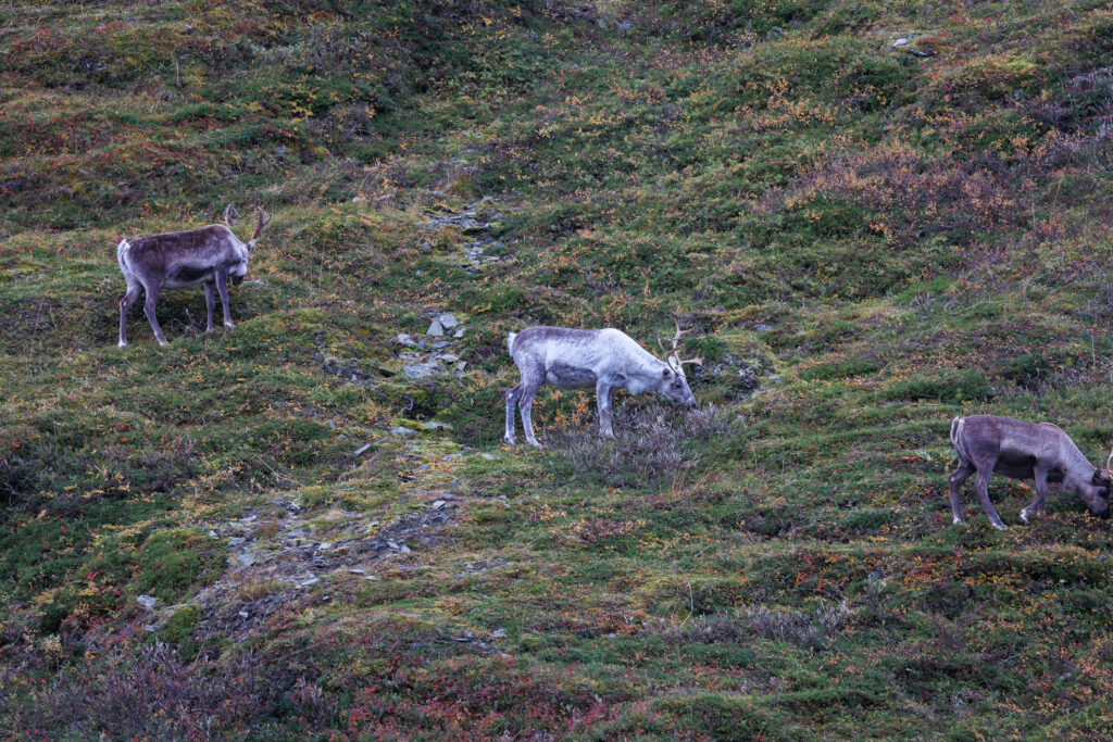 Aufgenommen: 24.09.2024 10:50 | Gerät: Canon EOS R5 | Belichtungszeit: 1/125 s | Blende: f/7.1 | ISO: 400 | Blitz: nein