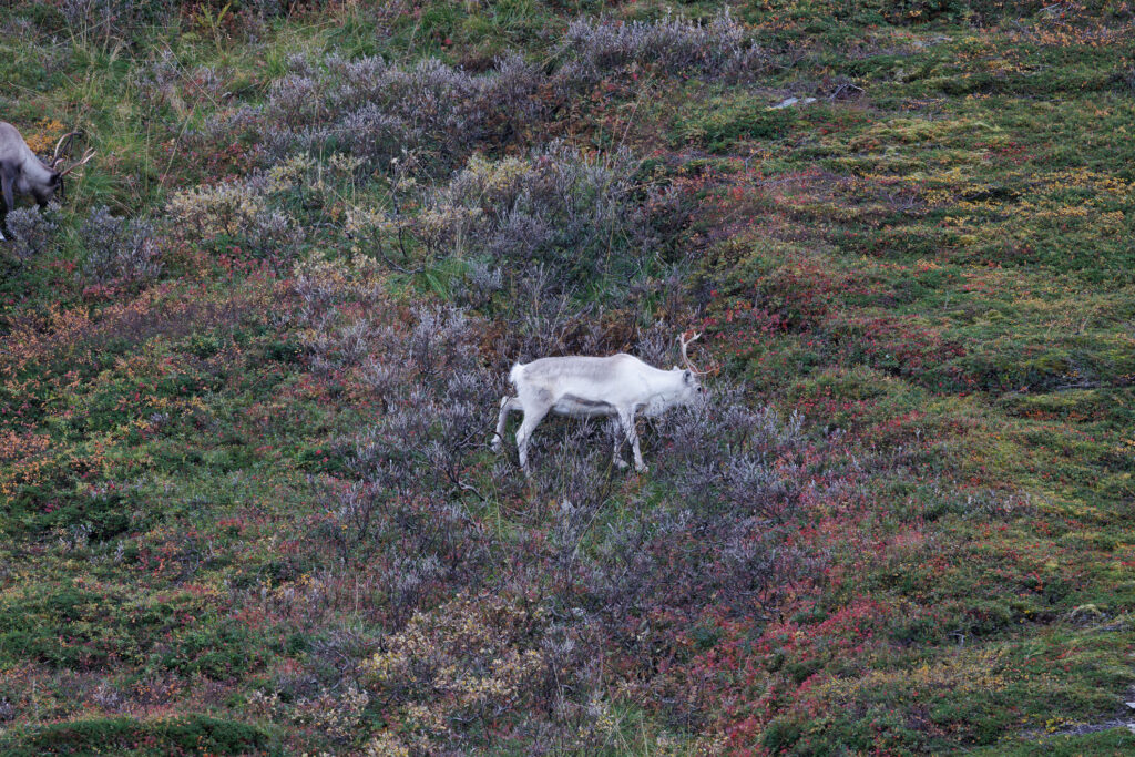 Aufgenommen: 24.09.2024 10:50 | Gerät: Canon EOS R5 | Belichtungszeit: 1/125 s | Blende: f/7.1 | ISO: 400 | Blitz: nein
