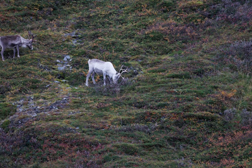 Aufgenommen: 24.09.2024 10:50 | Gerät: Canon EOS R5 | Belichtungszeit: 1/160 s | Blende: f/7.1 | ISO: 400 | Blitz: nein
