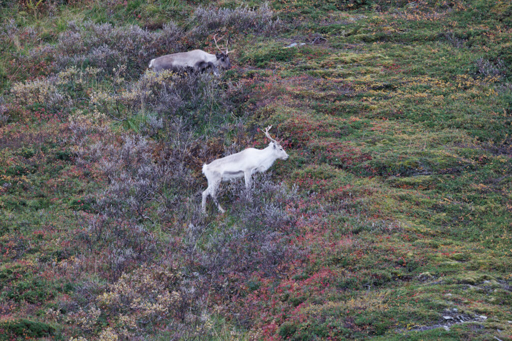 Aufgenommen: 24.09.2024 10:50 | Gerät: Canon EOS R5 | Belichtungszeit: 1/100 s | Blende: f/7.1 | ISO: 400 | Blitz: nein
