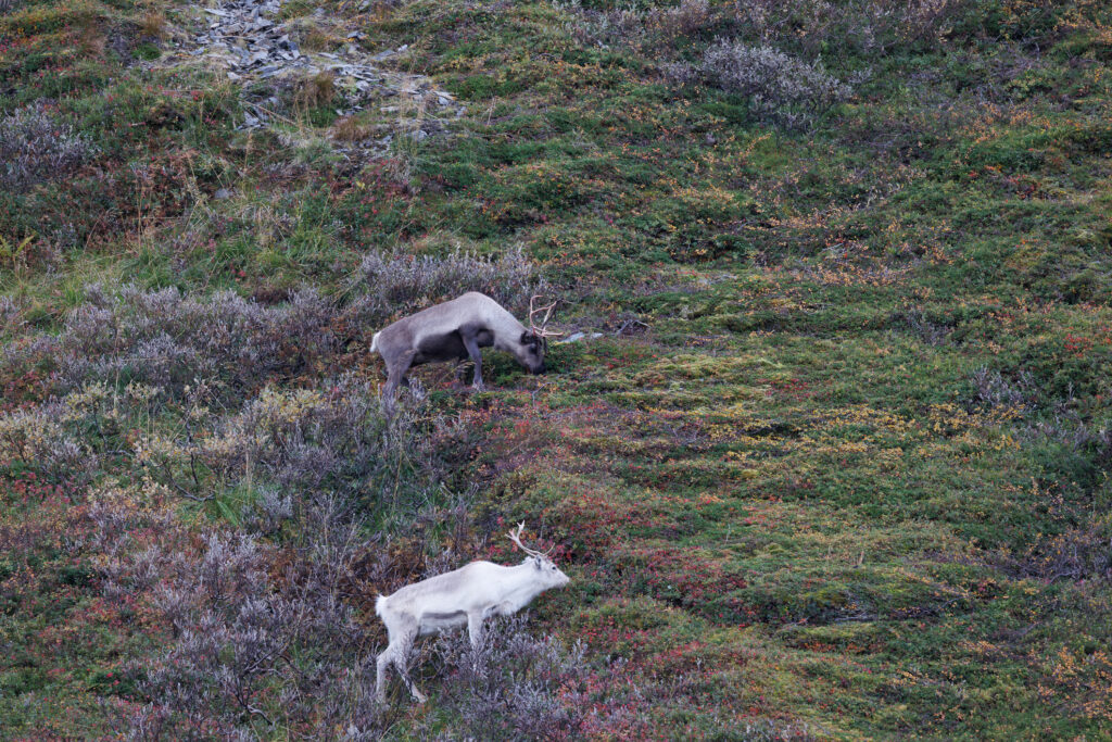 Aufgenommen: 24.09.2024 10:50 | Gerät: Canon EOS R5 | Belichtungszeit: 1/125 s | Blende: f/7.1 | ISO: 400 | Blitz: nein