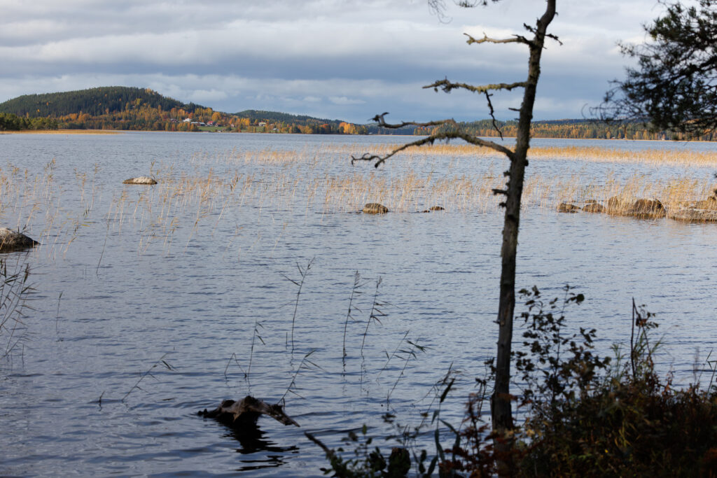 Aufgenommen: 03.10.2024 15:07 | Gerät: Canon EOS R5 | Belichtungszeit: 1/4000 s | Blende: f/5.6 | ISO: 800 | Blitz: nein