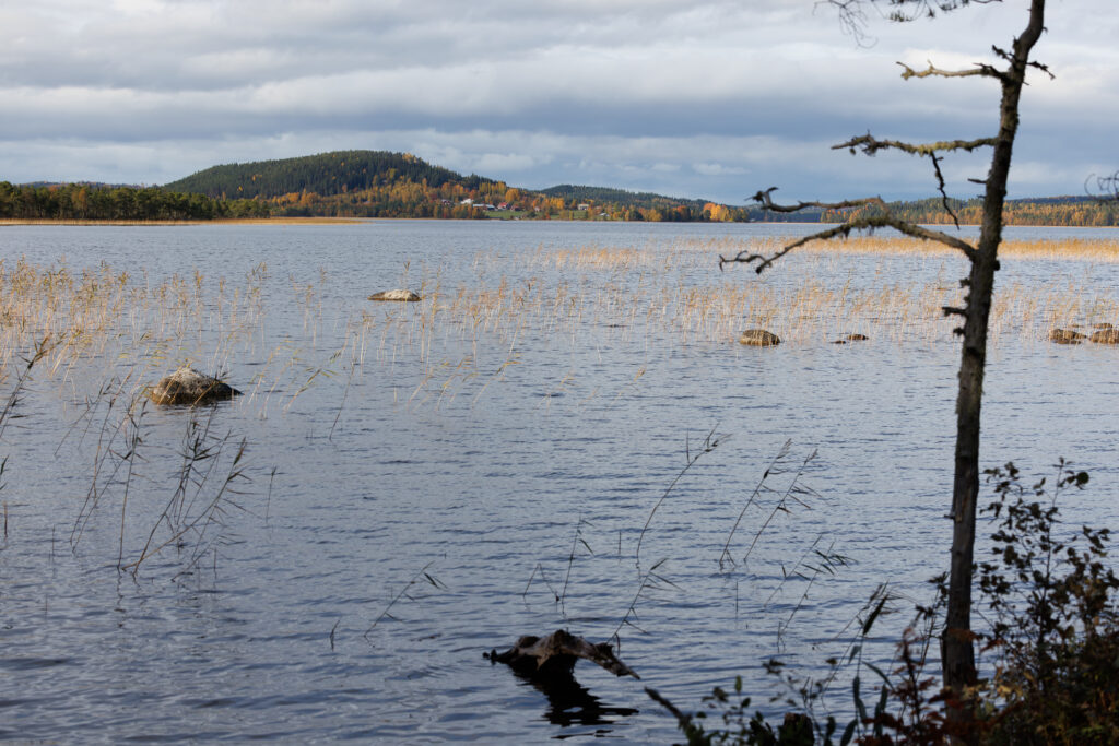 Aufgenommen: 03.10.2024 15:07 | Gerät: Canon EOS R5 | Belichtungszeit: 1/1600 s | Blende: f/5.6 | ISO: 400 | Blitz: nein
