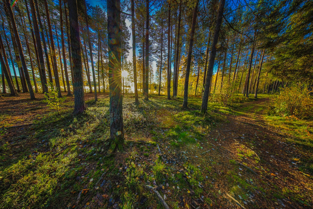 Aufgenommen: 22.09.2024 06:45 | Gerät: Canon EOS R5 | Belichtungszeit: 1/60 s | Blende: f/11.0 | ISO: 400 | Blitz: nein