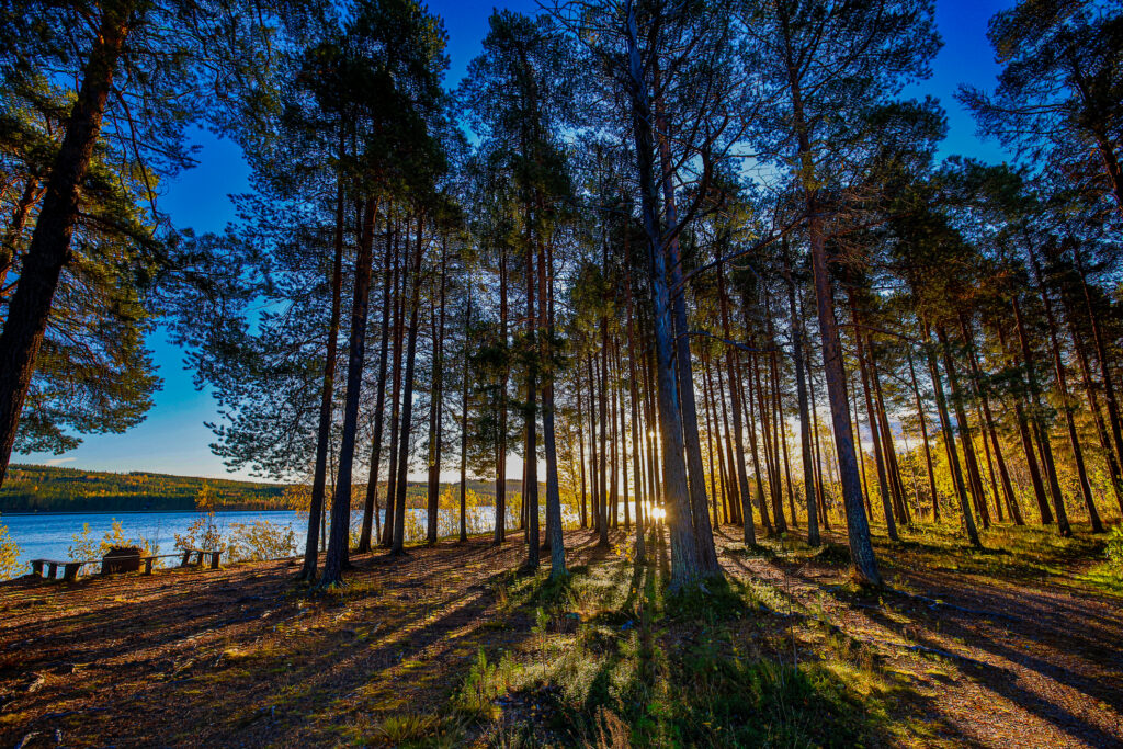 Aufgenommen: 01.10.2024 08:16 | Gerät: Canon EOS R5 | Belichtungszeit: 1/320 s | Blende: f/8.0 | ISO: 800 | Blitz: nein