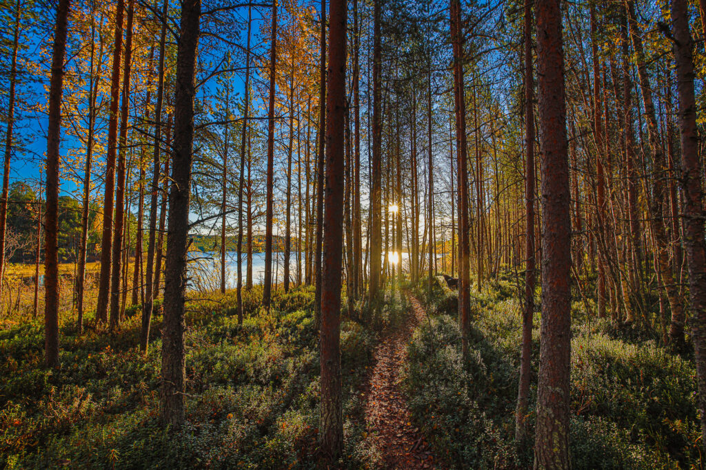 Aufgenommen: 01.10.2024 08:23 | Gerät: Canon EOS R5 | Belichtungszeit: 1/640 s | Blende: f/8.0 | ISO: 800 | Blitz: nein