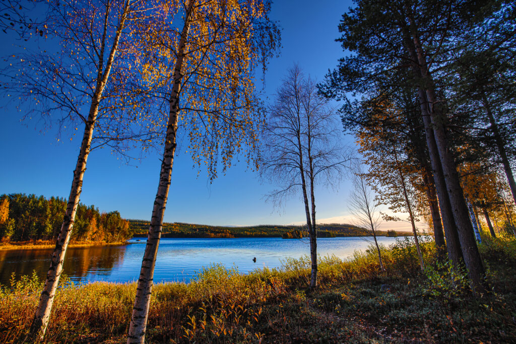 Aufgenommen: 01.10.2024 08:24 | Gerät: Canon EOS R5 | Belichtungszeit: 1/2000 s | Blende: f/8.0 | ISO: 800 | Blitz: nein