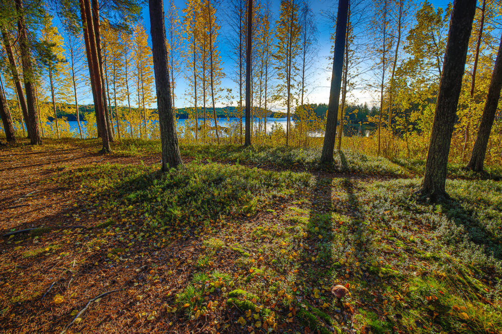 Aufgenommen: 01.10.2024 08:37 | Gerät: Canon EOS R5 | Belichtungszeit: 1/500 s | Blende: f/8.0 | ISO: 800 | Blitz: nein
