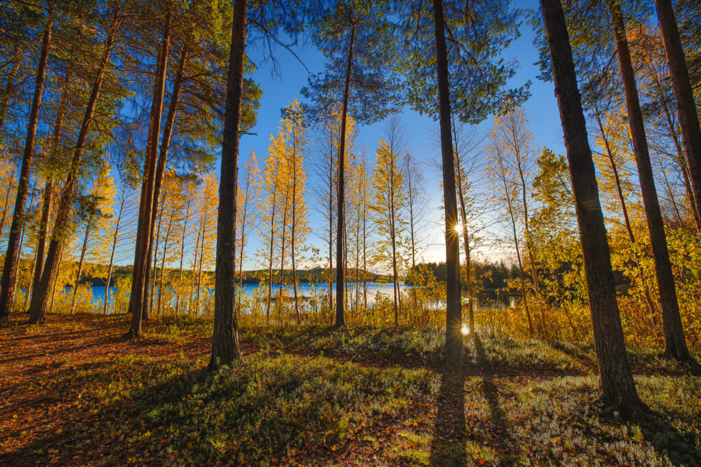 Aufgenommen: 01.10.2024 08:37 | Gerät: Canon EOS R5 | Belichtungszeit: 1/2000 s | Blende: f/8.0 | ISO: 800 | Blitz: nein