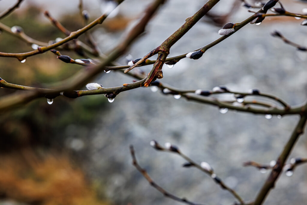 Aufgenommen: 08.03.2025 09:03 | Gerät: Canon EOS R5 | Belichtungszeit: 1/40 s | Blende: f/8.0 | ISO: 200 | Blitz: nein