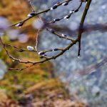 Canon EOS R5 2025-03-08 08:03:36 f/8 1/40sec ISO-200 105mm