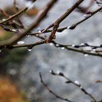 Canon EOS R5 2025-03-08 08:03:57 f/8 1/40sec ISO-200 105mm