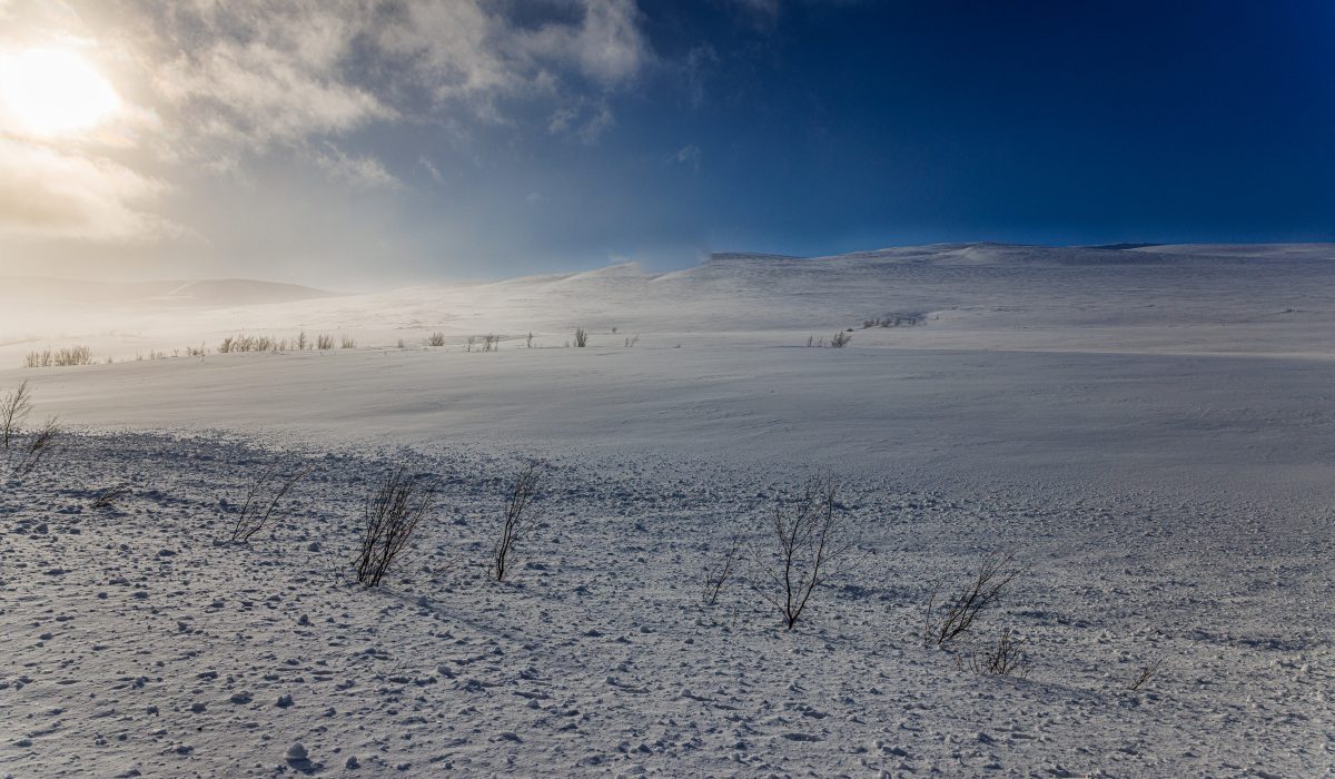 Canon EOS R5 2025-03-10 13:49:44 f/8 1/2500sec ISO-200 24mm