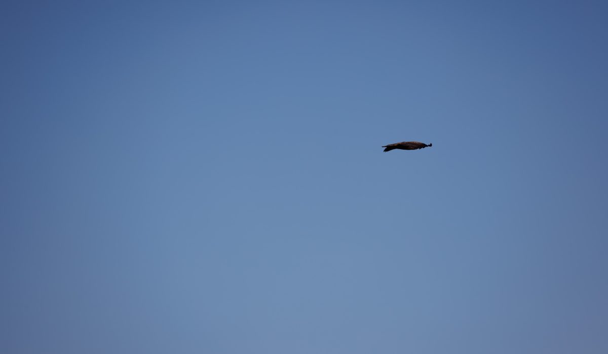 Canon EOS R5 2025-03-12 12:56:14 f/8 1/2000sec ISO-200 500mm