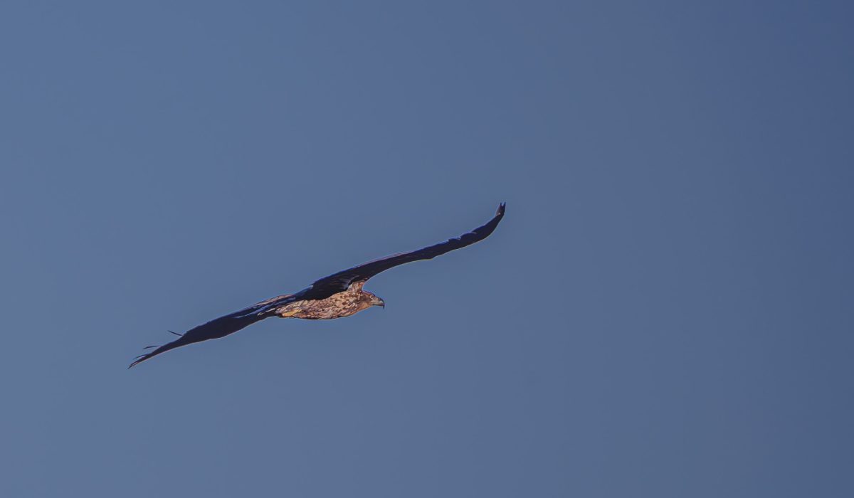 Canon EOS R5 2025-03-12 12:56:18 f/9 1/1600sec ISO-200 800mm