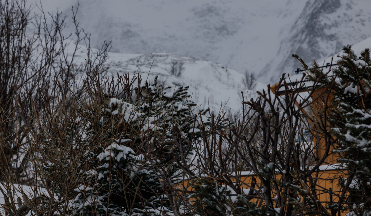 Canon EOS R5 2025-03-15 12:57:20 f/8 1/500sec ISO-200 105mm