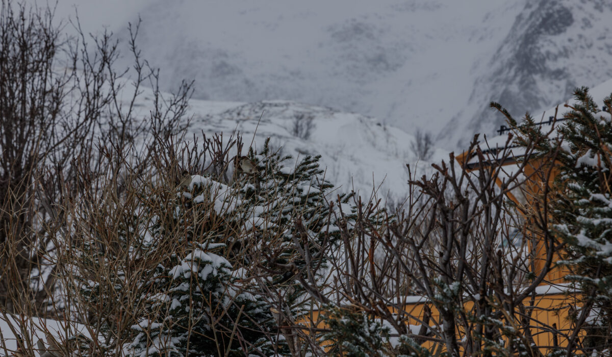Canon EOS R5 2025-03-15 12:57:21 f/8 1/500sec ISO-200 105mm