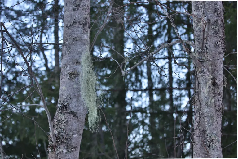 Transtrand, Schweden – Reisefoto vom 3. März 2026, Aufnahme 6