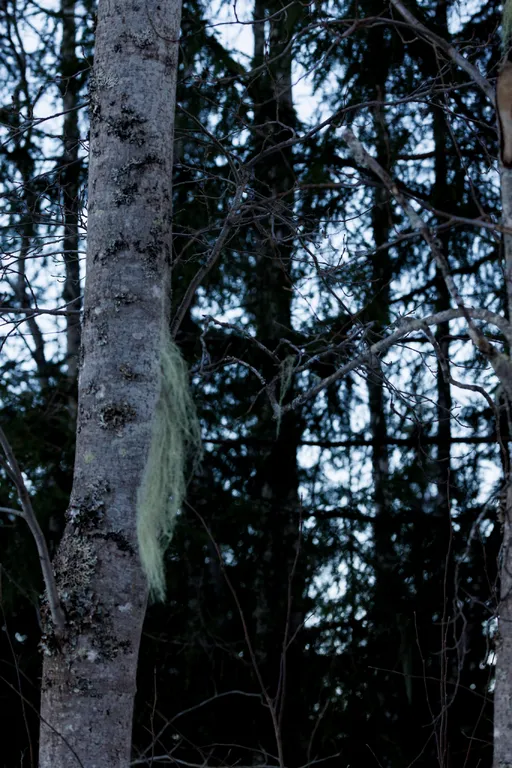 Transtrand, Schweden – Reisefoto vom 3. März 2026, Aufnahme 7