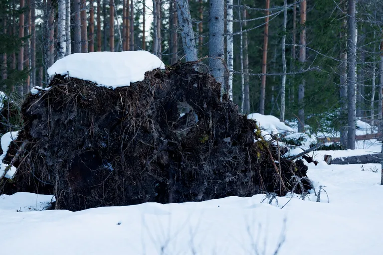 Transtrand, Schweden – Reisefoto vom 3. März 2026, Aufnahme 8