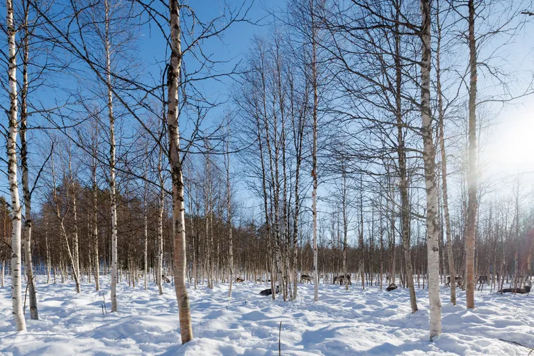 Övertorneå, Schweden – Reisefoto vom 9. März 2026, Aufnahme 50
