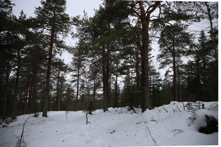 Ylläsjärvi, Finnland – Reisefoto vom 13. März 2026, Aufnahme 3