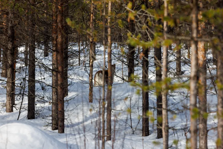 Ylläsjärvi, Finnland – Reisefoto vom 14. März 2026, Aufnahme 1