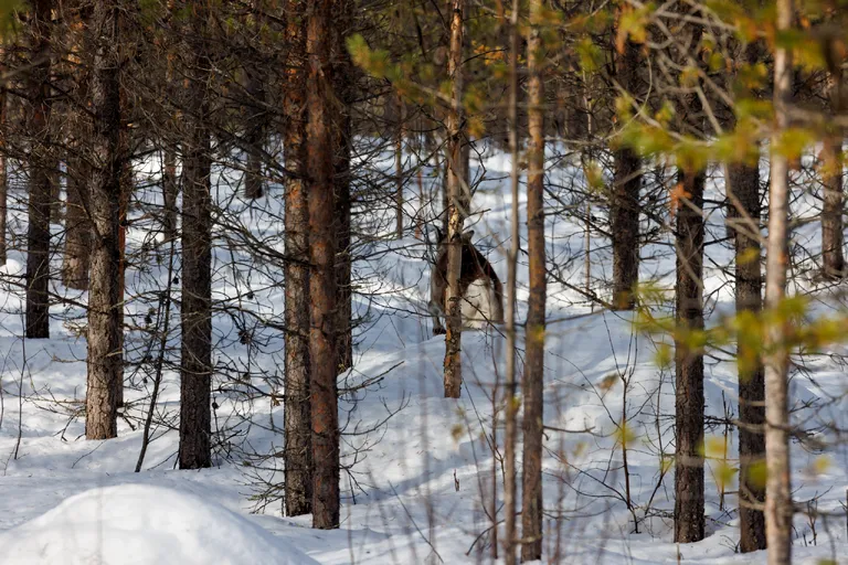 Ylläsjärvi, Finnland – Reisefoto vom 14. März 2026, Aufnahme 2