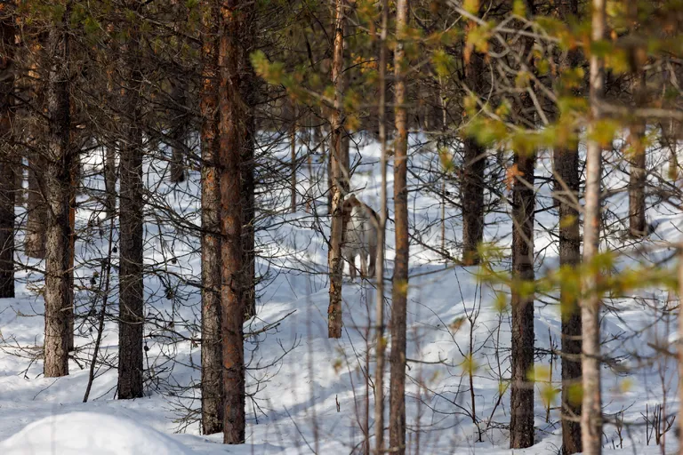 Ylläsjärvi, Finnland – Reisefoto vom 14. März 2026, Aufnahme 3