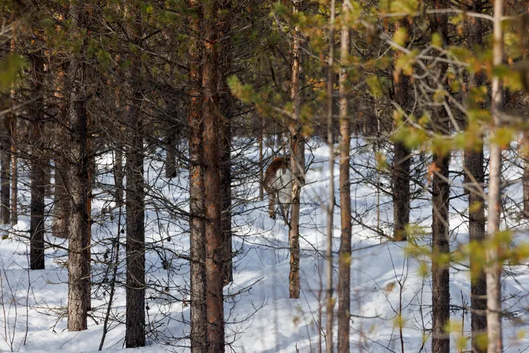 Ylläsjärvi, Finnland – Reisefoto vom 14. März 2026, Aufnahme 4