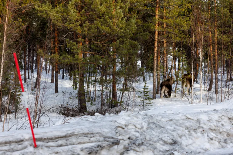 Ylläsjärvi, Finnland – Reisefoto vom 14. März 2026, Aufnahme 5