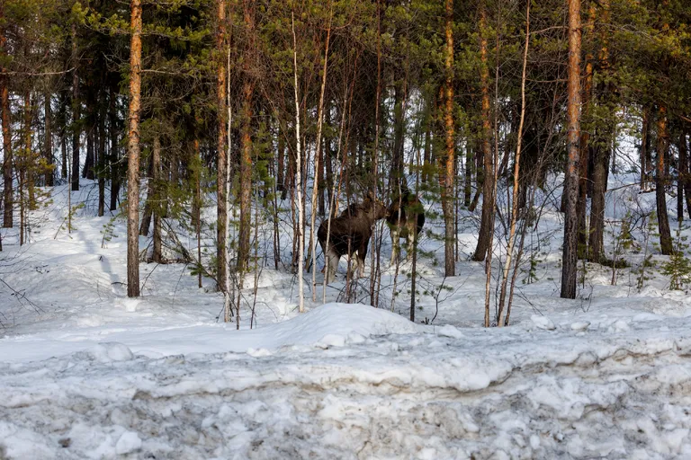 Ylläsjärvi, Finnland – Reisefoto vom 14. März 2026, Aufnahme 6