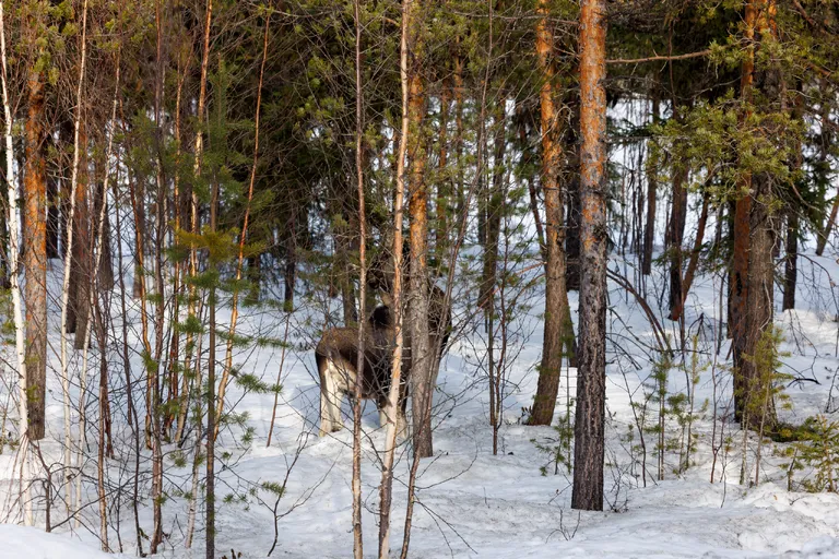 Ylläsjärvi, Finnland – Reisefoto vom 14. März 2026, Aufnahme 7