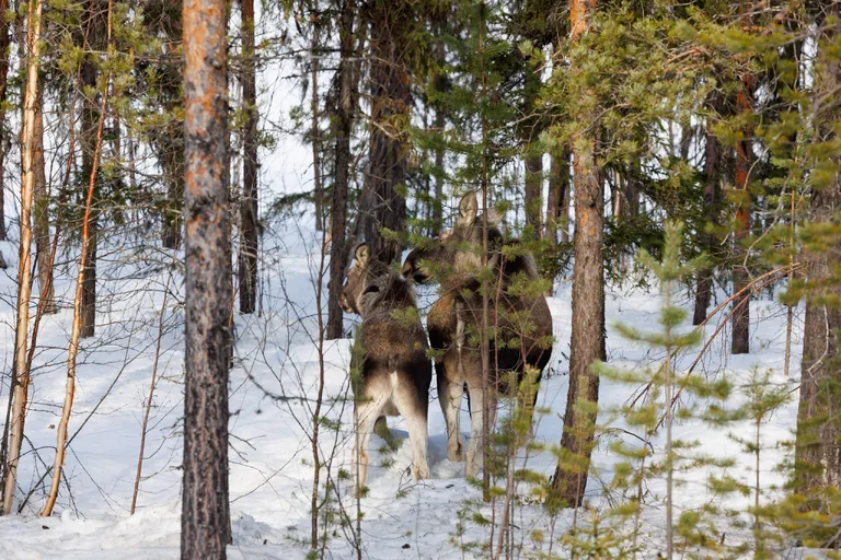 Ylläsjärvi, Finnland – Reisefoto vom 14. März 2026, Aufnahme 8