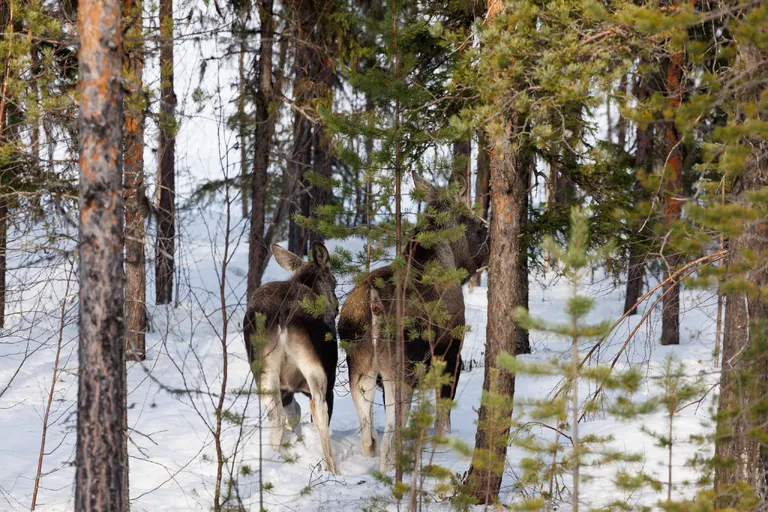 Ylläsjärvi, Finnland – Reisefoto vom 14. März 2026, Aufnahme 9