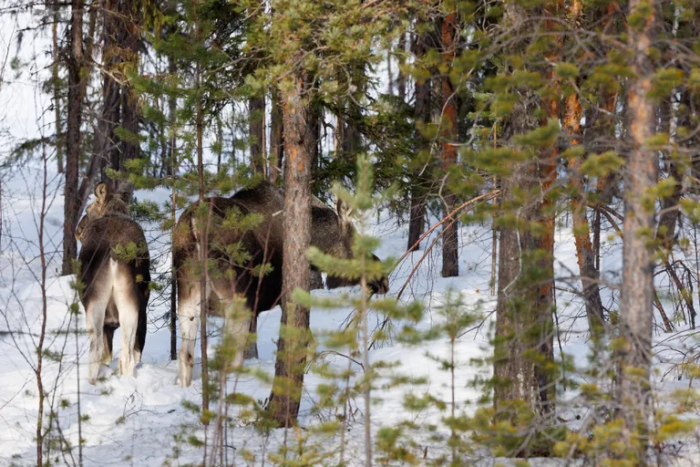 Ylläsjärvi, Finnland – Reisefoto vom 14. März 2026, Aufnahme 10