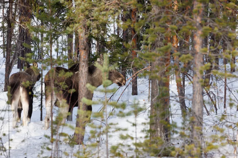 Ylläsjärvi, Finnland – Reisefoto vom 14. März 2026, Aufnahme 11