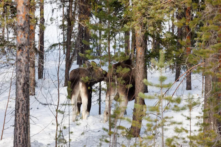 Ylläsjärvi, Finnland – Reisefoto vom 14. März 2026, Aufnahme 12