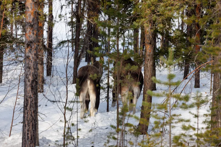 Ylläsjärvi, Finnland – Reisefoto vom 14. März 2026, Aufnahme 13